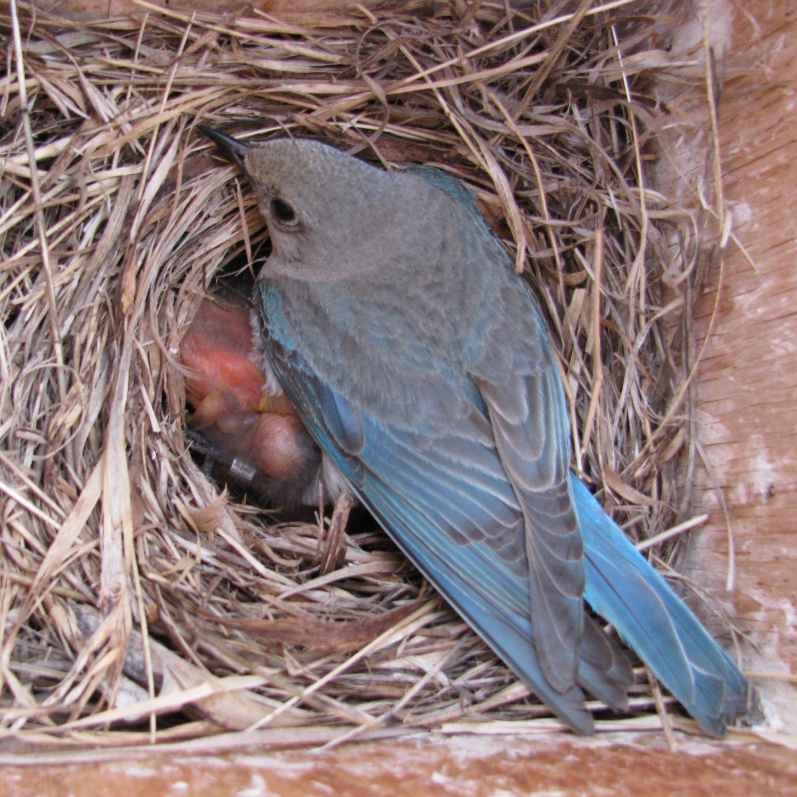 http://sunrisecoop.ca/wp-content/uploads/2020/01/Blue-Bird-Nest-Square-scaled.jpg